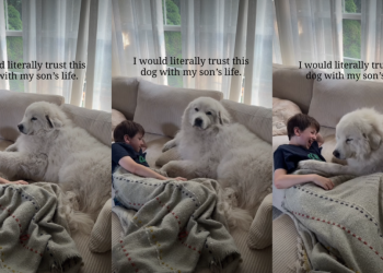 Dog Grew up With Little Boy & Now They Share Unbreakable Bond