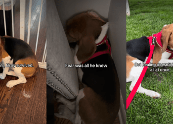Rescue Dog Who Only Knew How To Survive in Fear Finally Learns To Live