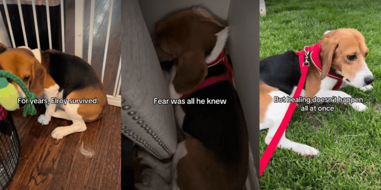 Rescue Dog Who Only Knew How To Survive in Fear Finally Learns To Live