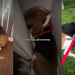 Rescue Dog Who Only Knew How To Survive in Fear Finally Learns To Live