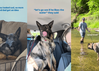 Rescue Dog Looks Sad, So Mom & Dad Decide To Give Him the Best Day Ever