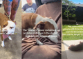 Shelter Dog Once Had a Family Turns up as a Stray, but Is Rescued Again
