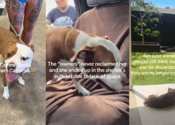 Shelter Dog Once Had a Family Turns up as a Stray, but Is Rescued Again