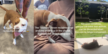 Shelter Dog Once Had a Family Turns up as a Stray, but Is Rescued Again
