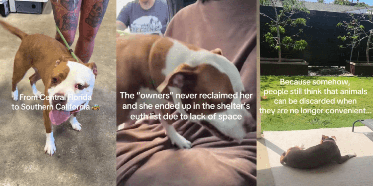 Shelter Dog Once Had a Family Turns up as a Stray, but Is Rescued Again