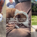 Shelter Dog Once Had a Family Turns up as a Stray, but Is Rescued Again