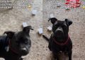 Foster Dog Proudly Shows off Her Finished Food Puzzle