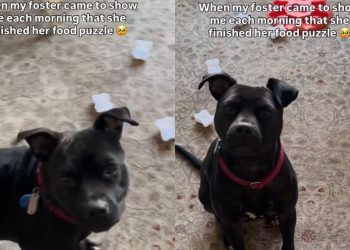 Foster Dog Proudly Shows off Her Finished Food Puzzle