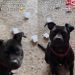 Foster Dog Proudly Shows off Her Finished Food Puzzle
