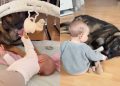 Big Dog Meets Little Baby & a Fairytale Journey Begins as They Grow Up