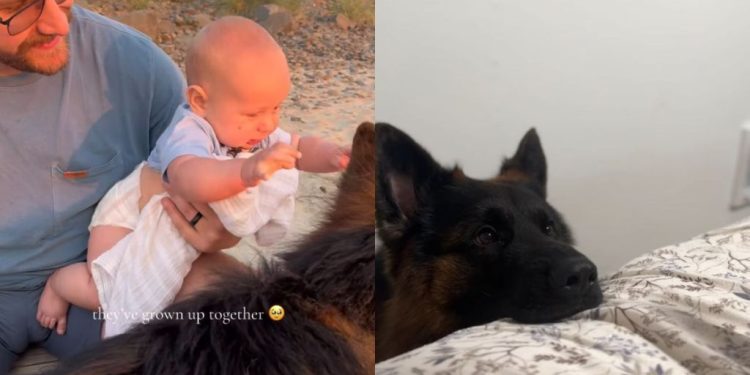 Dog & Little Boy Become Inseparable as They Grow up Together