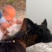 Dog & Little Boy Become Inseparable as They Grow up Together