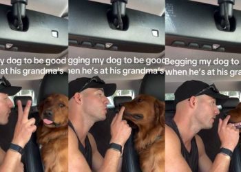 Golden Retriever Couldn’t Care Less About Dad’s Rules at Grandma’s