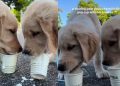 Puppy & Furry Brother Try Pup Cups for First Time & Love It