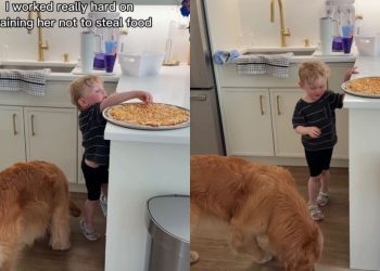Dog Finds Perfect Partner in Crime as Little Boy Sneaks Her Food
