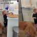 Dog Finds Perfect Partner in Crime as Little Boy Sneaks Her Food