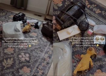 Golden Retriever Puts Toy in Pregnant Mom’s Things for Big Day at Hospital