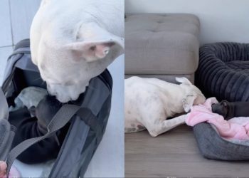 Dog Meets Little Puppy & Two Very Different Journeys Finally Become One