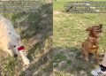 Senior Rescue Dog Goes Years Without Playing, Then Watches & Learns Fetch