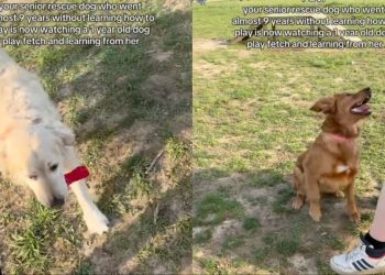 Senior Rescue Dog Goes Years Without Playing, Then Watches & Learns Fetch