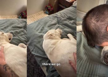 Dog Appears a Bit Unimpressed After Dad ‘Saves’ Her Life