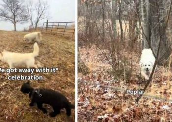2 Dogs & a Lamb Join Forces for Misadventures on Their Farm
