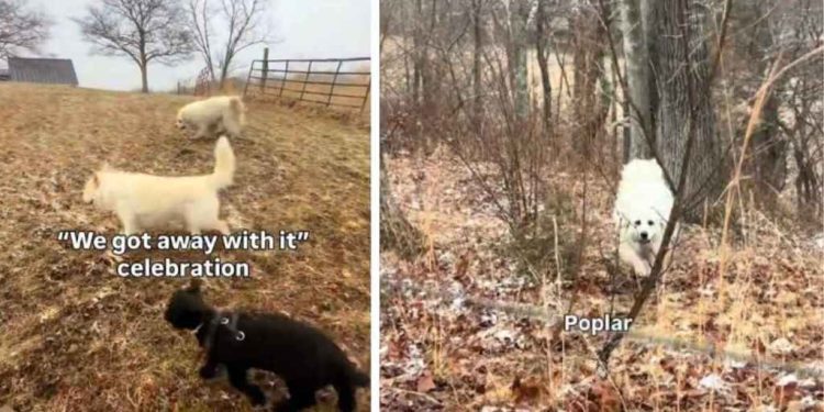 2 Dogs & a Lamb Join Forces for Misadventures on Their Farm