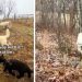 2 Dogs & a Lamb Join Forces for Misadventures on Their Farm