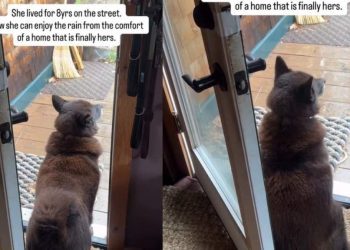 Rescue Dog Once Lived on Streets Now Enjoys Rain From a Home That’s Her Own