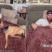 Rescue Dog Definitely Approves of New ‘Cuddle Blankie’ His Dad Got for Them