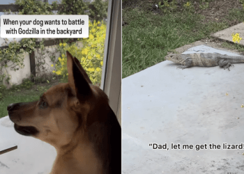 Rescue Dog Thinks He Can Take on a Lizard, Dad Disagrees