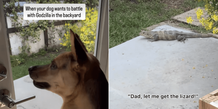 Rescue Dog Thinks He Can Take on a Lizard, Dad Disagrees
