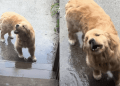 Golden Retriever Has a Strategy to Catch Raindrops