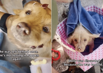 Dog ‘Discarded’ for ‘Too Old’ Now Has a Forever Home Ready for Her