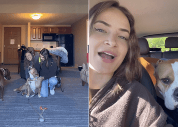 Rescue Dog Has a Forever Home Now, but Saying Goodbye To Foster Mom Is Hard