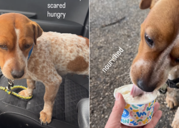 Abandoned Rescue Dog Shakes in Fear Until She’s Home, Feeling Loved & Safe