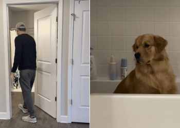 Golden Retriever Loves Sitting in Bathtub Just To Reflect