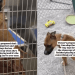 Shelter Dog up for Adoption Understands Toys Are Too Valuable, So She Does This