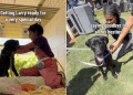 Shelter Dog Spends Day With New People, Not Knowing He’s Found Forever Family
