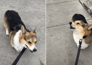 Corgi’s Perfect Firetruck Impression Has the Internet Obsessed