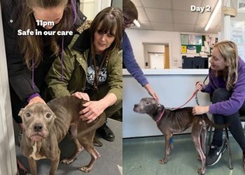 Abandoned Rescue Dog Takes Weeks To Heal but Wags Tail Like Nothing Happened