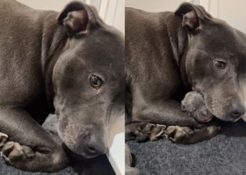 Dog Tightly Holds Her Tiny Newborn Babies Like She’s Afraid To Let Go