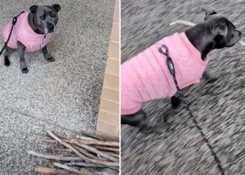 Dog Had To Make ‘Tough Decision’ at Stick Library