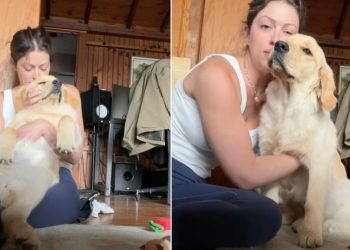 Golden Retriever Puppy Wakes up From Nap To Get Sweet Scratches From Mom