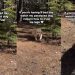 Paralyzed Dog Relearns How To Trust His Legs Again, One Wobbly Step at a Time