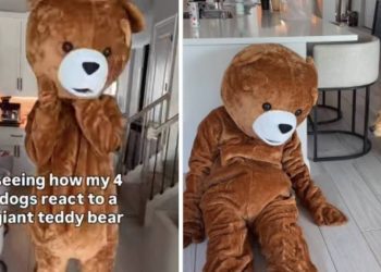 Four Dogs React to Dad Dressed as ‘Giant Teddy Bear’