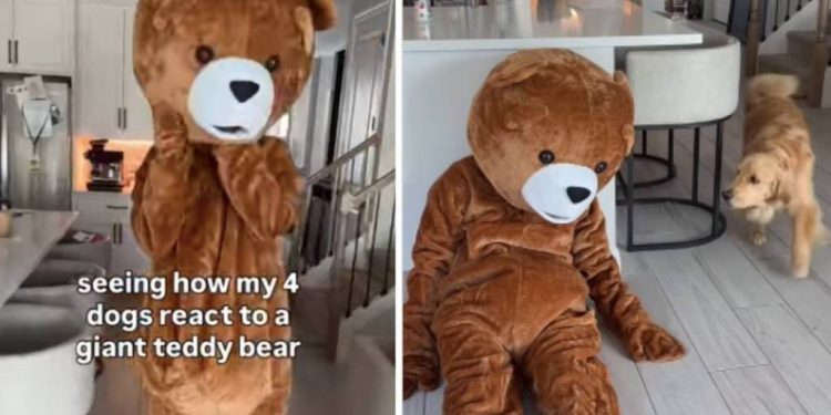 Four Dogs React to Dad Dressed as ‘Giant Teddy Bear’