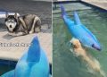 Owner Captures Four Dogs’ Reaction To Fake Shark in Pool