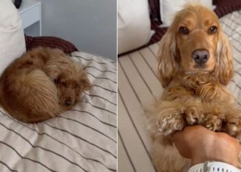 Dog Looks Like Little ‘Croissant’ & Mom Can’t Handle Cuteness