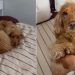 Dog Looks Like Little ‘Croissant’ & Mom Can’t Handle Cuteness